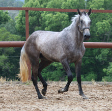 Load image into Gallery viewer, BELLHAVEN CHIMA