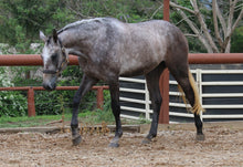 Load image into Gallery viewer, BELLHAVEN CHIMA