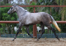 Load image into Gallery viewer, BELLHAVEN CHIMA