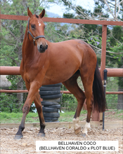 Load image into Gallery viewer, BELLHAVEN CORALDO