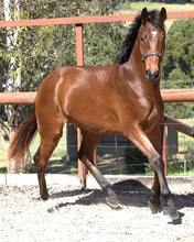 Load image into Gallery viewer, BELLHAVEN KOTO
