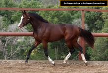 Load image into Gallery viewer, BELLHAVEN TOULON BLUE
