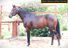 Load image into Gallery viewer, BELLHAVEN TOULON BLUE
