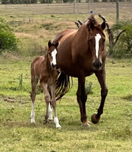 Load image into Gallery viewer, BELLHAVEN TOULON BLUE
