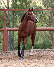 Load image into Gallery viewer, BELLHAVEN CONGO
