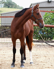 Load image into Gallery viewer, BELLHAVEN CONGO
